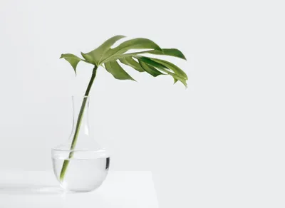 Get One Simple Wish Scholarship and Fulfill Your Dreams 🌟🎓💰