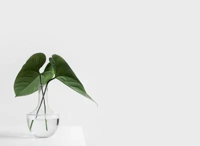 🌟Grant a Wish Today and Support One Simple Wish Organization🌟