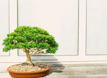 Boost Your Education with the One Simple Wish Scholarship