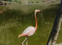 10 Amazing One Wish Examples That Will Spark Your Imagination! 🌟