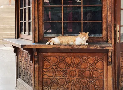 Discover the Top Rated Charities according to Charity Navigator