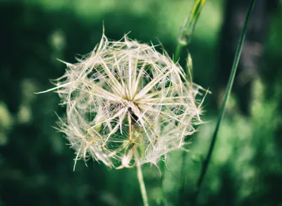 Support One Simple Wish Charity and Help Change Lives