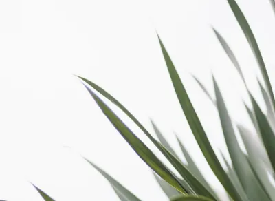 🎁 Easy Ways to Give: Grab These Simple Donation Quotes Today! 🙌