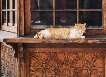 Discover the Top Rated Charities according to Charity Navigator